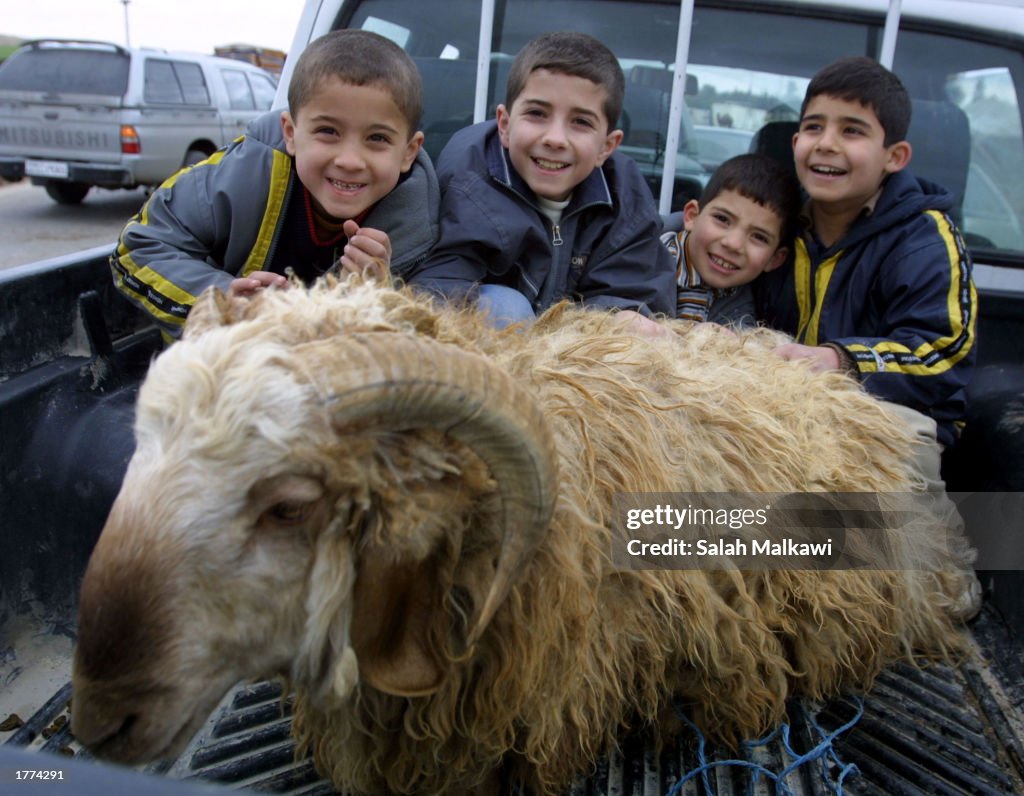 Jordanians Prepare Their Sheep For Eid Al-Adha