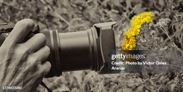 daisies cutout. macro photography - telephoto lens stock pictures, royalty-free photos & images