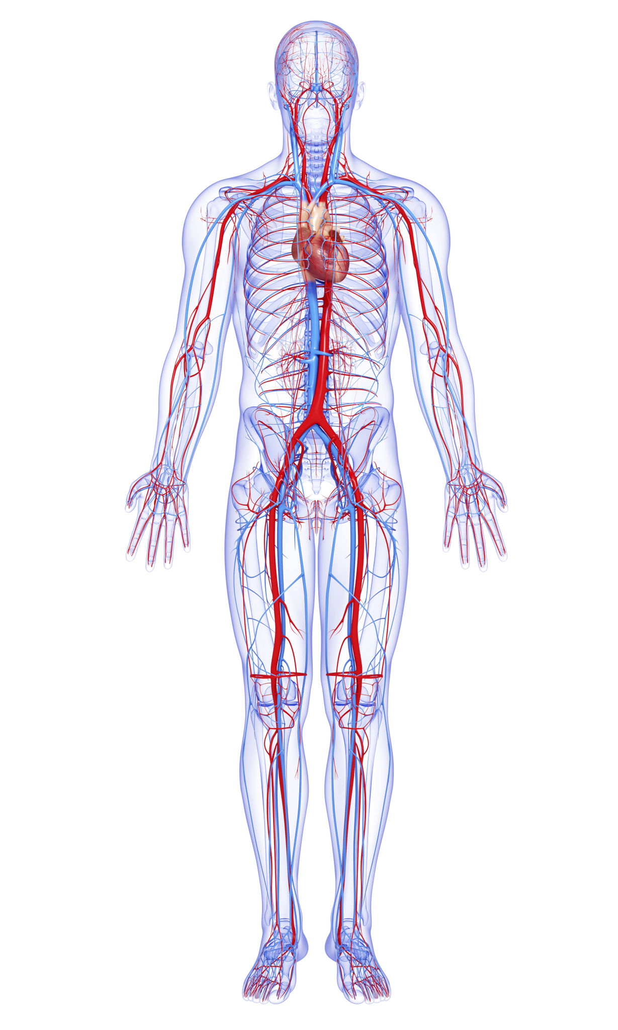 nervous system diagram