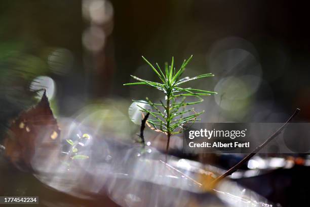 seedling of a spruce - phenomenon stock-fotos und bilder