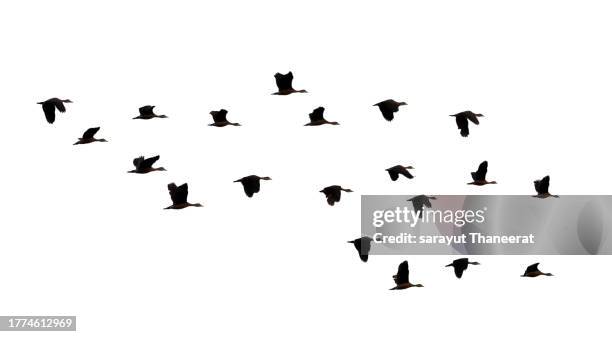 flock of birds backlit isolate - geese flying formation stock pictures, royalty-free photos & images