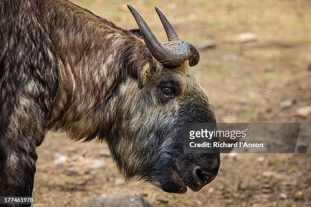 takin, bhutan's national animal - takin stock pictures, royalty-free photos & images