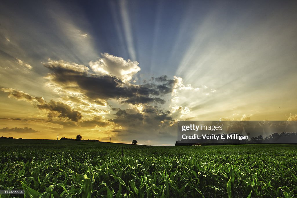 Light Rays and Sunset over French Crop Field