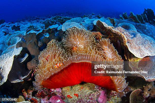 anemone with anemonefish - coral cnidario fotografías e imágenes de stock