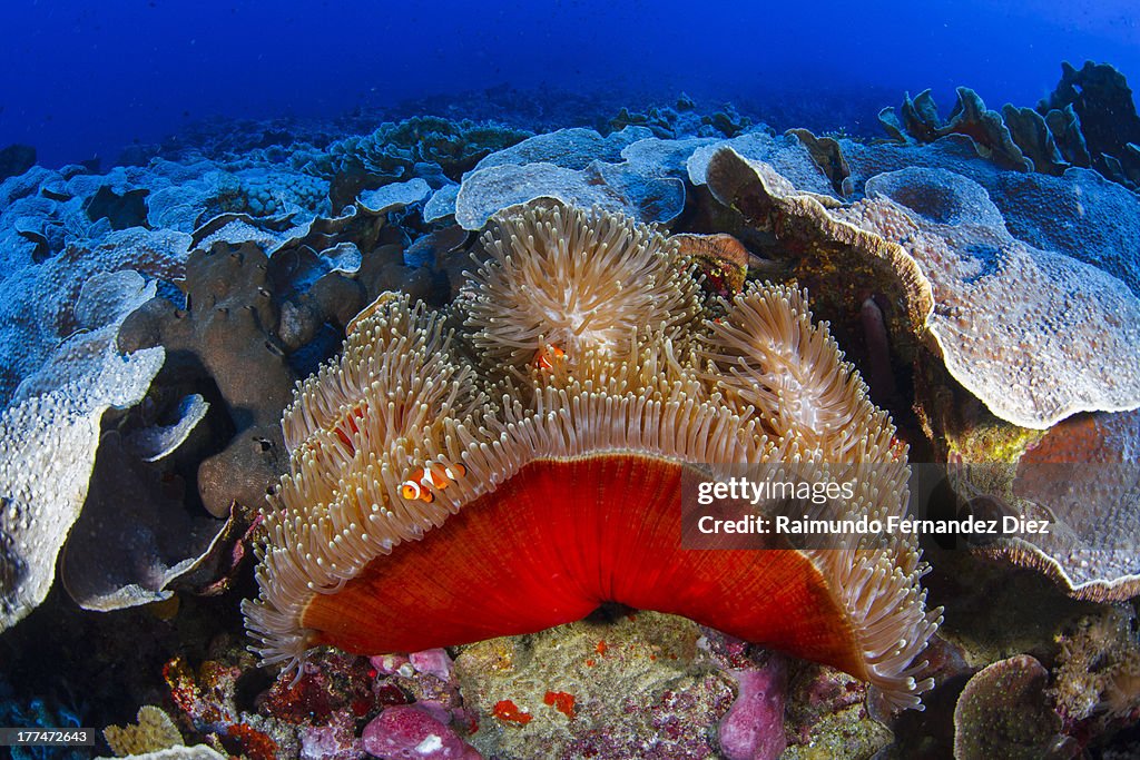 Anemone with anemonefish