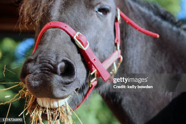 horse eating hay smiling teeth - hooi stockfoto's en -beelden