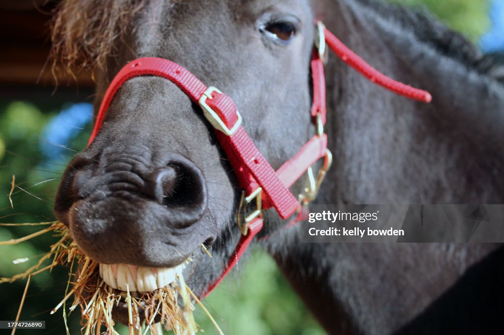 Horse eating hay smiling teeth