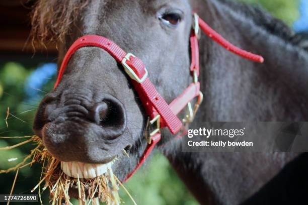 horse eating hay smiling teeth - halter stock pictures, royalty-free photos & images