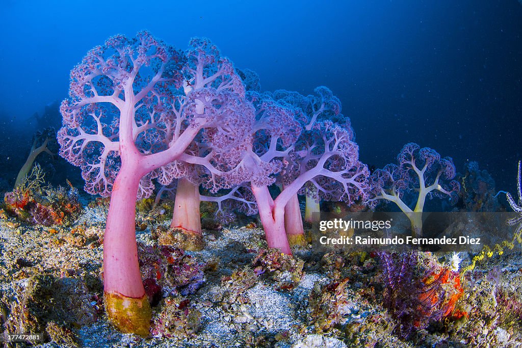 Soft corals