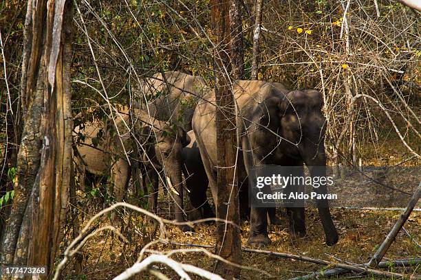 elephants in  bandipur tiger reserve - kerala elephants stock pictures, royalty-free photos & images