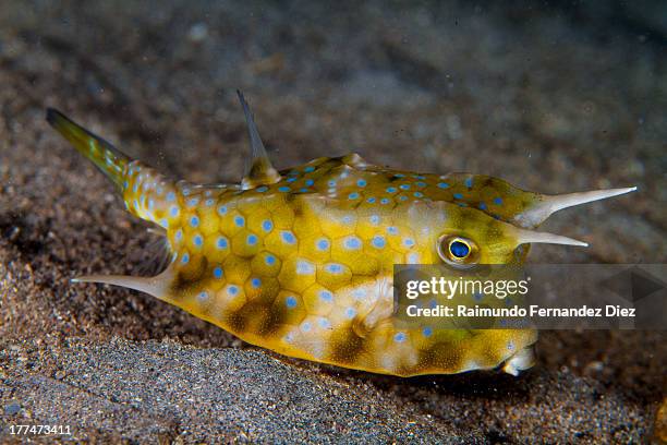 horned box fish - longhorn cowfish stock pictures, royalty-free photos & images