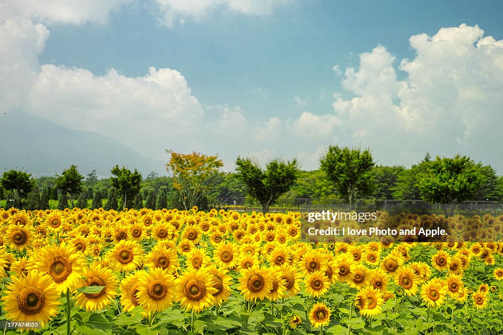 Sunflowers