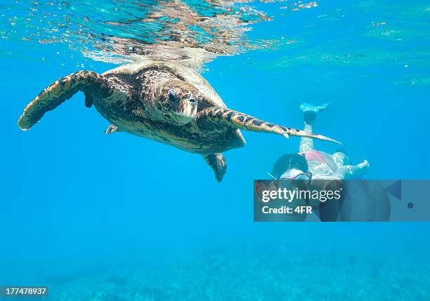 mujer buceo con una tortuga de carey, seychelles al mar - seychelles fotografías e imágenes de stock