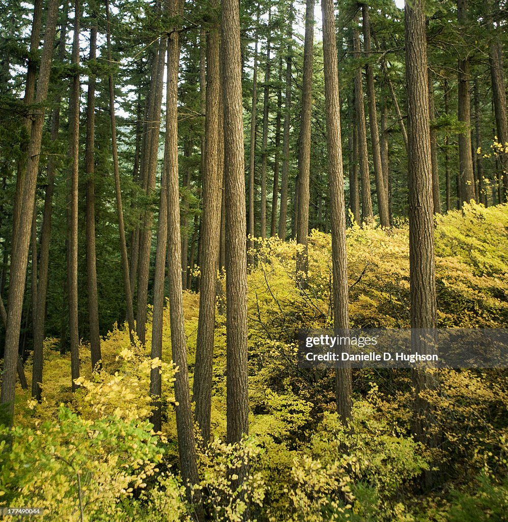 Forest With Tall Trees And Autumn Colors