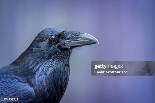 raven - scott wood stock pictures, royalty-free photos & images