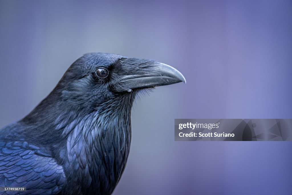 Raven
