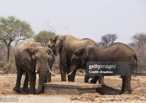 Elephants are seen on the Makgadikgadi Basin in Botswana on October 13, 2023. Botswana, a landlocked country in Southern Africa, has a landscape...