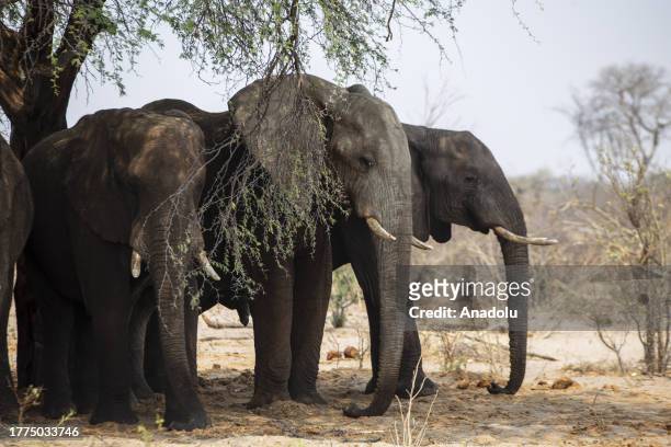 Elephants are seen on the Makgadikgadi Basin in Botswana on October 13, 2023. Botswana, a landlocked country in Southern Africa, has a landscape...