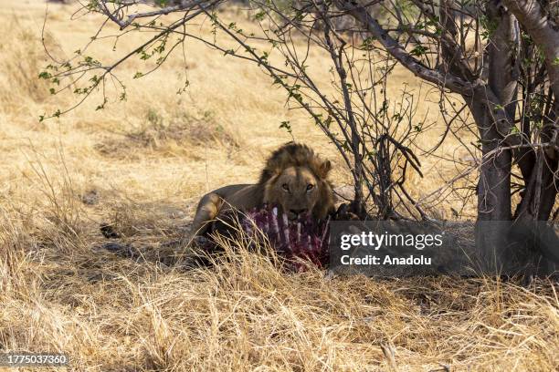 Lion eats its prey after hunting at the Merami Game Reserve on Okavango Delta in Botswana on October 13, 2023. Botswana, a landlocked country in...