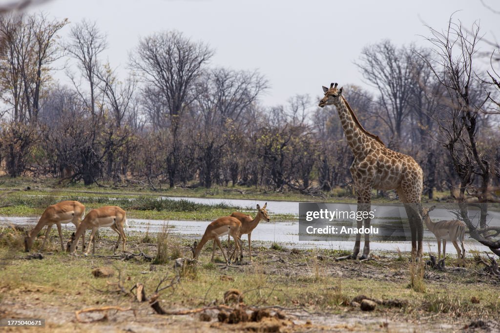 Views from Botswana's wild life