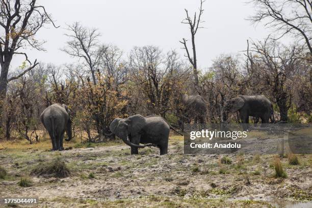 Elephants are seen at the Merami Game Reserve on Okavango Delta in Botswana on October 13, 2023. Botswana, a landlocked country in Southern Africa,...