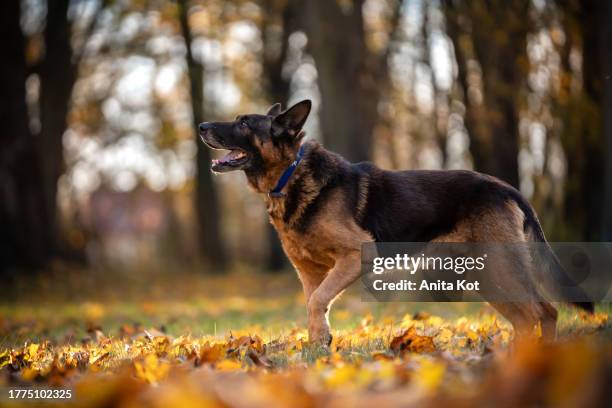 german shepherd dog on an autumn walk - german shepherd face stock pictures, royalty-free photos & images