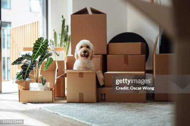 moving into a new apartment - service dog stock-fotos und bilder