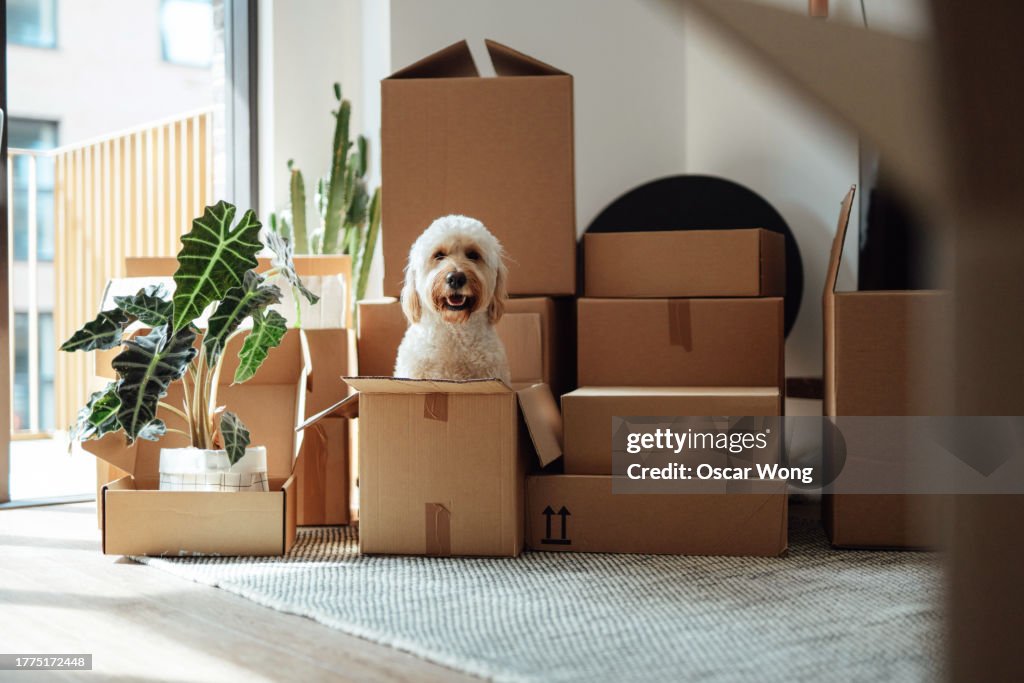 Moving into a new apartment