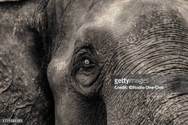 what big eye - elephant eyes stock pictures, royalty-free photos & images