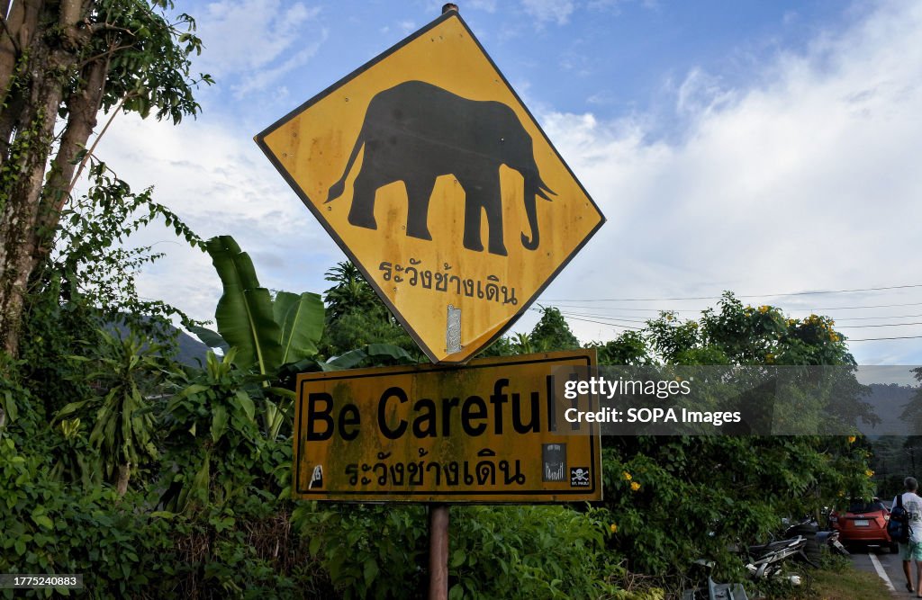 A detail view of a roadside sign warning of elephants...