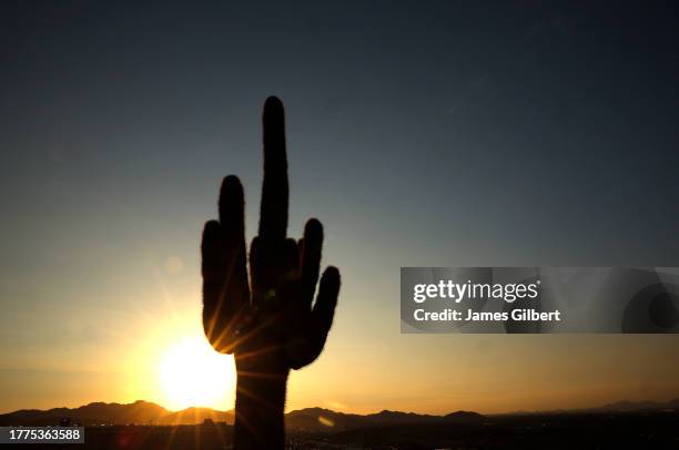 Cactus is seen as the sun sets during the NASCAR Xfinity Series Championship at Phoenix Raceway on November 04, 2023 in Avondale, Arizona.