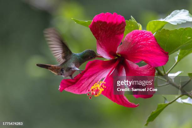 hummingbird - wildlife colombia stock-fotos und bilder