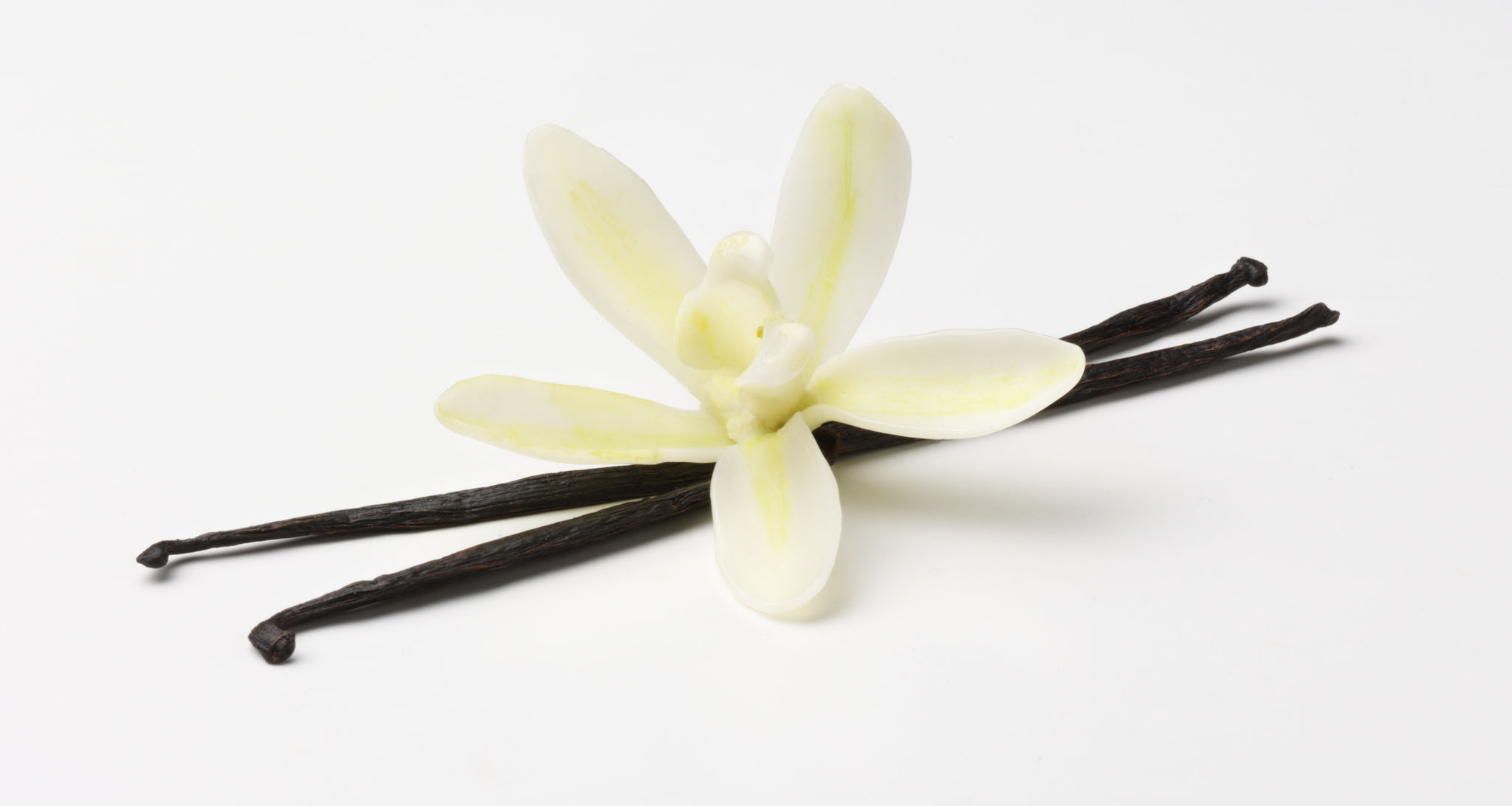 False vanilla flower with pods False vanilla flower with pods