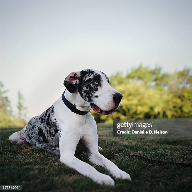 great dane lying in park - great dane stock pictures, royalty-free photos & images