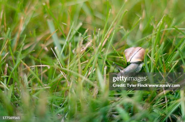 snail in the grass - sursly stock-fotos und bilder