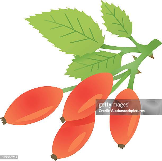 nice rose hips - rosehip tea stock illustrations