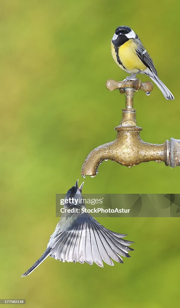 Thirsty birds