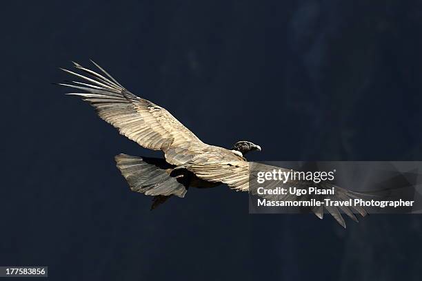 Condro Wing Condor Wing Photos and Premium High Res Pictures - Getty Images