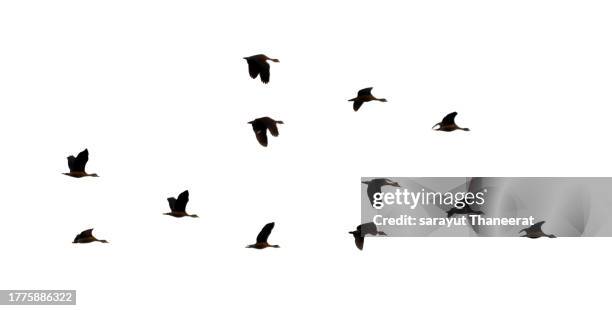 flock of birds backlit isolate - tropical bird isolated stock pictures, royalty-free photos & images