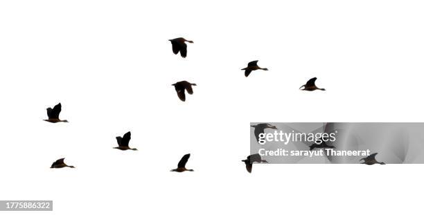 flock of birds backlit isolate - tropical bird white background stock pictures, royalty-free photos & images