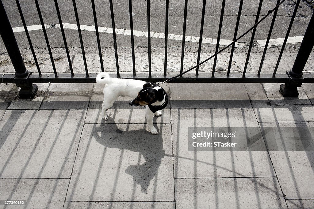 Dog tied to gate