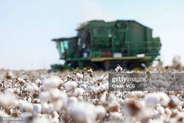 Cotton picker works in a cotton field on November 4, 2023 in Kuqa, Aksu Prefecture, Xinjiang Uygur Autonomous Region of China.