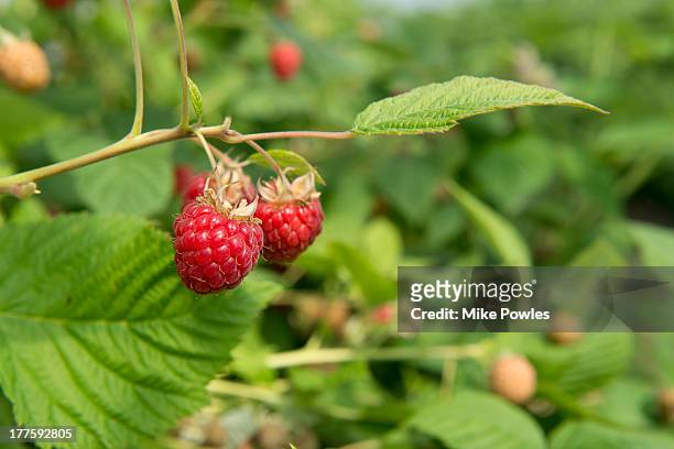 raspberry glen fyne, norfolk - raspberry stockfoto's en -beelden