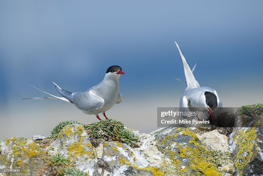 Arctic Terns, pair on wall, Northumberland