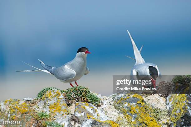 arctic terns, pair on wall, northumberland - tern stock pictures, royalty-free photos & images