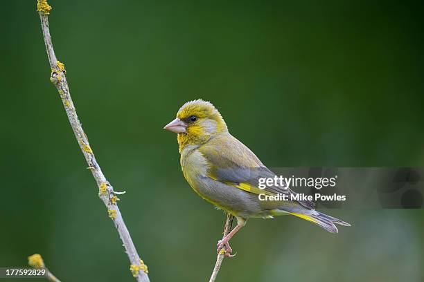 greenfinch on branch, norfolk - finch 個照片及圖片檔