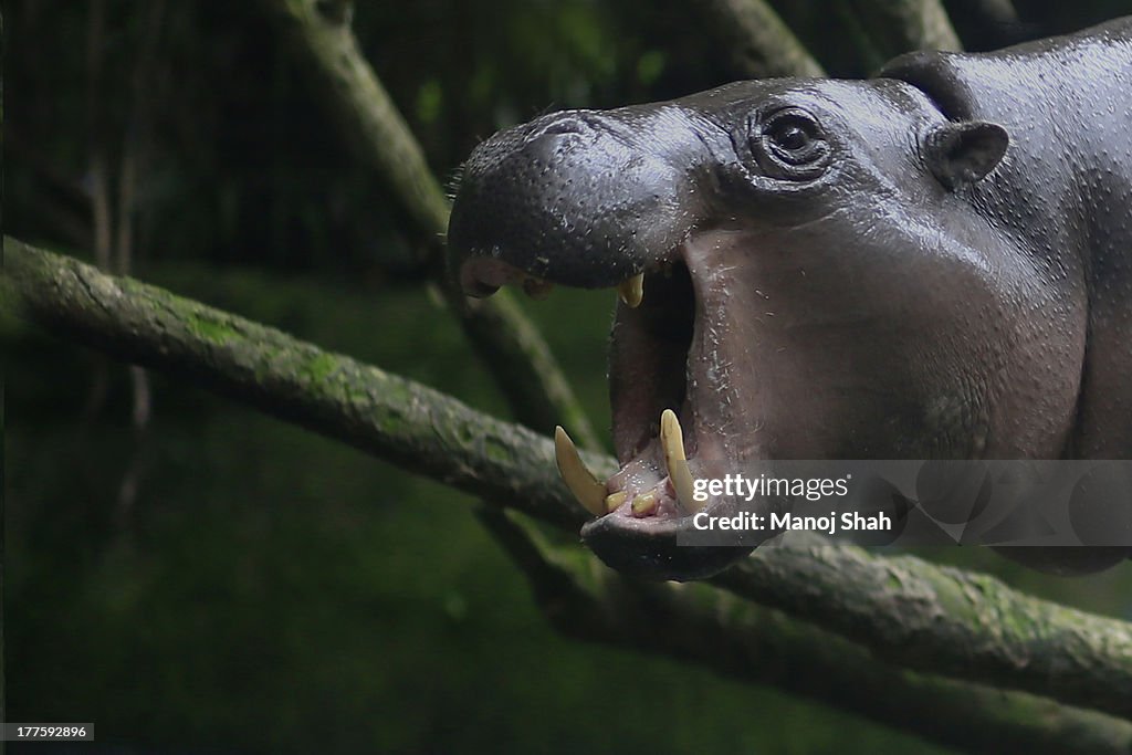 Pygmy hippopotamus yawning
