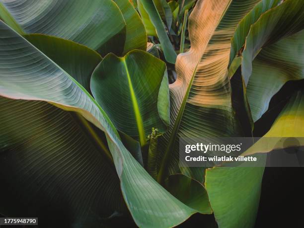 banana leaves are green nature. - bananenblad stockfoto's en -beelden
