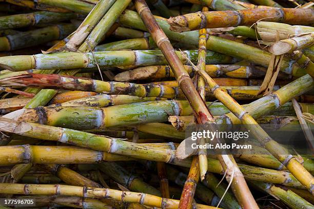peru, jilili, sicchez, sugarcane - zuckerrohr stock-fotos und bilder