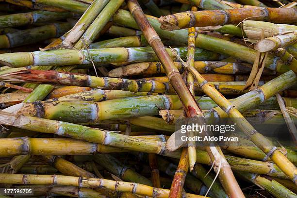 peru, jilili, sicchez, sugarcane - cana de açúcar imagens e fotografias de stock